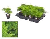 Asparagus setaceus (Asparagus Fern) in 6-7cm Pot image