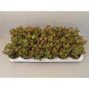 Crassula 'Money Maker' 8.5cm Pot image