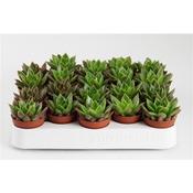 Echeveria 'Mexico' 5.5cm Pot image