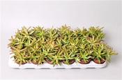 Sedum adolphii / nussbaumerianum 8.5cm Pot image