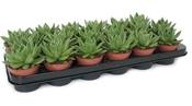 Echeveria agavoides 8cm Pot image