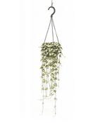 Ceropegia woodii 14cm Hanging Pot image