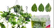 Epipremnum (Scindapsus) Mix in 15cm Hanging Pot image