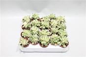 Aeonium variegata 5.5cm Pot image
