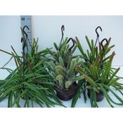 Cactus Hanging Mix 14cm Pot image