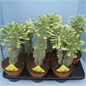 Euphorbia abyssinica variegata | GetLocal Ireland