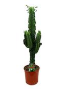 Euphorbia ingens / eritrea (Candelabra Tree / Cowboy Cactus) 19cm Pot, Height 100cm image