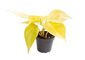Philodendron 'Neon' 6cm Pot image