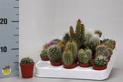 Cactus Mix In 5.5cm Pot image