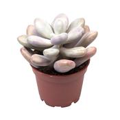 Pachyphytum oviferum 'Pink Panther' 6cm Pot image