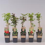 Epipremnum (Scindapsus) Mix in 15cm Hanging Pot image