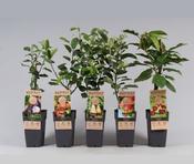 Fruit Tree Mix 2 Litre Pot image