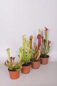 Sarracenia Mix 12cm Pot image