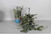 Scindapsus pictus ‘Trebie’ in 15cm Hanging Pot image