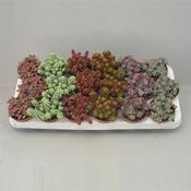 Sedum Mix in 8.5cm Pot image