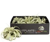 Tillandsia xerographica (Air Plant) 6cm image