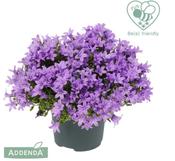 Campanula ambella 'Lavender' 10.5cm/12cm Pot image