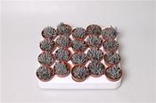 Kalanchoe tubiflora 5.5cm Pot image