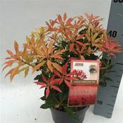 Pieris japonica 'Forest Flame' 19cm Pot image