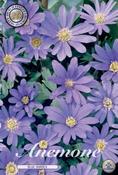 Anemone blanda 'Blue Shades' Bulbs 20 Pack image