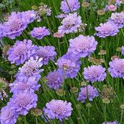 Scabiosa columbaria 'Butterfly Blue' 13cm Pot image