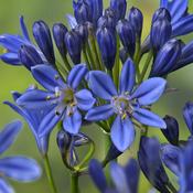 Agapanthus 'Summer Love' Blue 2L Pot image