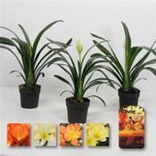 Clivia miniata (Natal Lily) Mix 13cm Pot image
