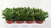 Crassula argentea / ovata (Jade Plant) 12cm Pot image