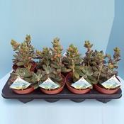 Echeveria pulvinata 13cm Pot image