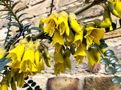 Sophora microphylla 'Sun King' 3 Litre Pot image