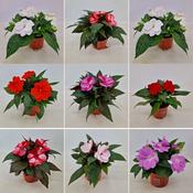 Impatiens 'New Guinea' (Busy Lizzie) Mix in 13cm Pot image