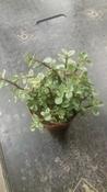 Portulacaria afra 'Variegata' (Variegated Elephant Bush) in 11cm/12cm Pot image