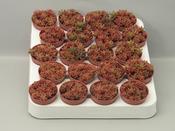 Sedum rubrotinctum (Jelly Bean Plant) 5.5cm Pot image