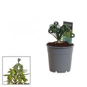 Albuca spiralis 'Frizzle Sizzle' 12cm Pot image
