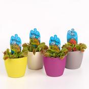 Dionaea muscipula (Venus Fly Trap) in 8.5cm Pot image