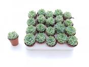 Echeveria elegans 5.5cm Pot image
