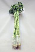 Dracaena sanderiana (Lucky Bamboo) Stem Spiral 70cm in Tube image