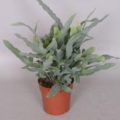 Phlebodium aureum 'Blue Star' (Golden Polypody) in 12cm Pot image