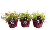 Drosera (Sundew) Mix 12cm Pot image