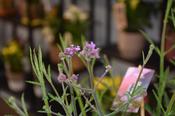 Verbena bonariensis 'Lollipop' 17cm Pot, Height 50cm image
