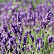 Lavandula angustifolia (English Lavender) Mix in 13cm Pot image