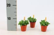 Delosperma echinatum (Pickle Plant) in 5.5cm/6cm Pot image