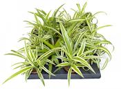 Chlorophytum (Spider Plant) Mix in 6cm Pot image
