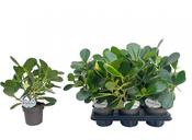 Clusia rosea (Autograph Tree) Variegated 12cm Pot image