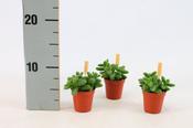Delosperma echinatum (Pickle Plant) in 6cm Pot