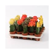 Gymnocalycium Mix in 5.5cm Pot image