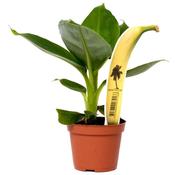 Musa acuminata (Banana Plant) in 6cm Pot