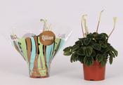 Peperomia caperata 'Lilian' in 12cm Pot image