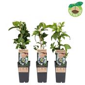 Passiflora edulis (Passion Fruit) in 2L Pot