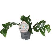 Epiphyllum chrysocardium (Fern Leaf Cactus) 12cm Pot image
